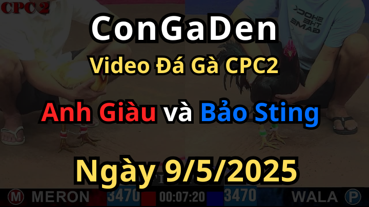 Gà Bảo Sting đá một giò cực đỉnh CPC2 9/5/2025